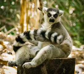 Ring-tailed Lemur zoo animal in Tennessee.