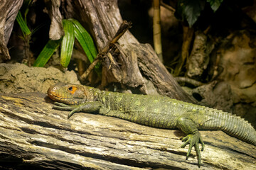 Caiman Lizard basking on a log in a reptile exhibit at the zoo.