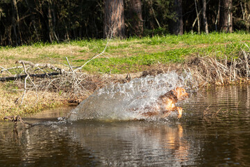 Dog splashing in a lake