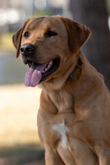 Labrador dog with his tongue out