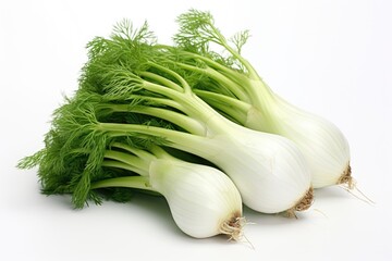 Fennel, vegetable , white background.