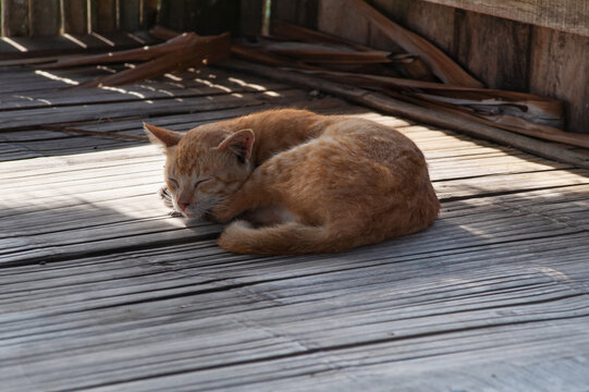 Gato durmiendo a la sombra en un cobertizo en la playa de Legon Pari, Sawarna, Banten, Java, Indonesia