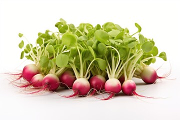 Radish sprouts, vegetable , white background.