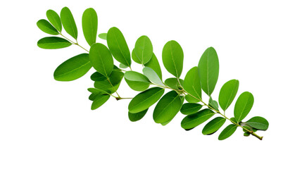 Phyllanthus Niruri Leaves , Isolated on transparent PNG background, Generative ai - obrazy, fototapety, plakaty