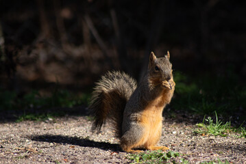 Small fox squirrel sitting up and eating nuts in bright sunshine