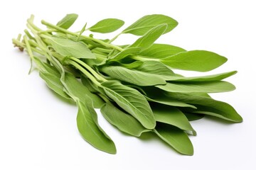 Fototapeta premium Sage, vegetable , white background.