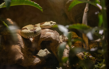 Northern Copperhead snake resting in reptile exhibit at a zoo in Tennessee.