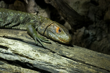 Caiman lizard resting on a tree limb in a reptile exhibit in a zoo in Tennessee.