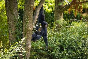 Siamang lesser ape hanging on a tree branch at a zoo in Tennessee.
