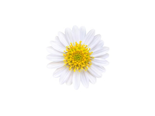 Beautiful white daisy isolated on white background