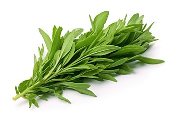 Tarragon, vegetable , white background.