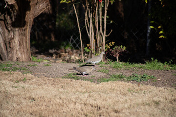 Mourning doves feeding on the ground in central Texas