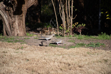 Mourning doves feeding on the ground in central Texas