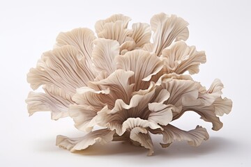 Maitake mushroom, vegetable , white background.