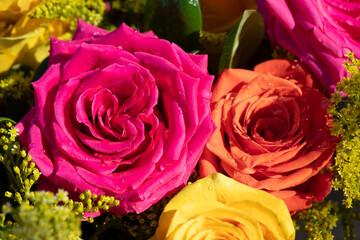 Pink and coral colored roses with water on the petals