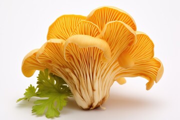 Chanterelle mushroom, vegetable , white background.