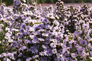 Obraz premium Blooming violet wild flowers
