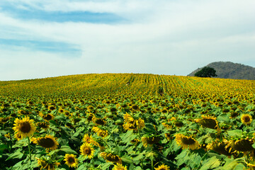 Fototapeta na wymiar Beautiful field of sunflowers