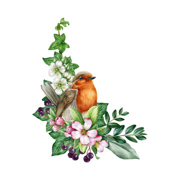Vintage style spring decor of robin bird with flowers. Watercolor illustration. Hand drawn garden robin, spring flowers, elderberry, ivy, leaves element. Springtime painted cozy decor isolated