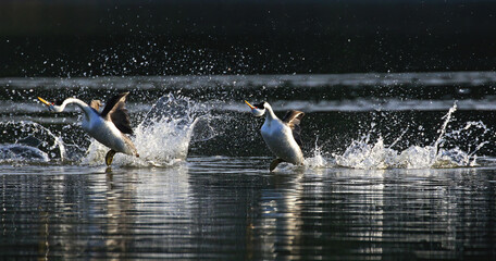 Western Grebes