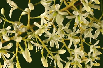Flowers of Australian Blackthorn tree (Bursaria spinosa) on stem
