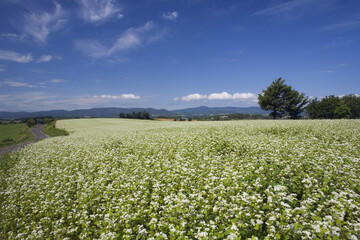 白い花が咲いた蕎麦畑