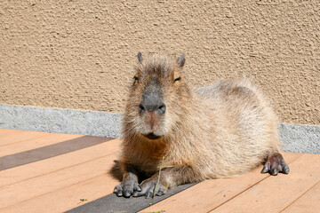 日光浴をしながらにっこりするカピバラ