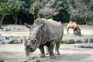 餌を食べるミナミシロサイ