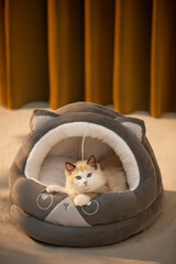 Indoor cat nest and cozy room, warm tones background