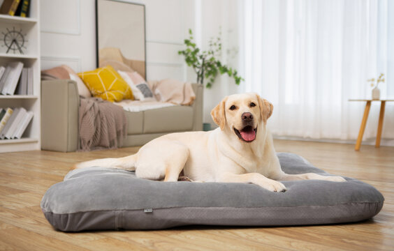 Labrador retriever lying on pet cushion indoors and smiling at camera, white room background