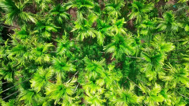 Aerial view of betel nuts or areca nuts plantation in Indonesia