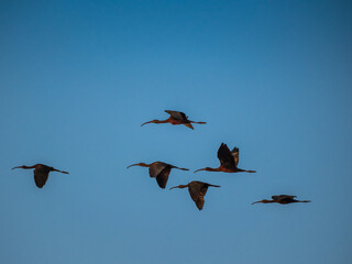 Flocks of Glossy ibis (Plegabis falcinellus) flying across Bueng Boraphet, the largest freshwater swamp and lake, non-hunting area in central Thailand.