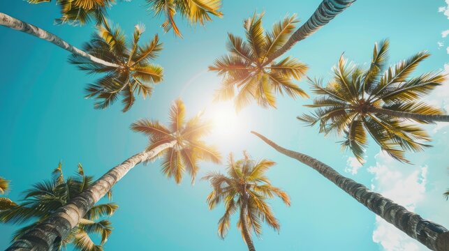 Giant coconut trees on a summer day. Summer concept.