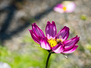 Spring single daisy flower and bee