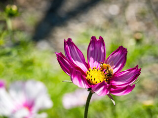 Spring single daisy flower and bee