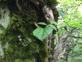 八経ヶ岳の景色