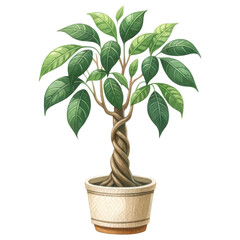 Potted Money Tree Plant