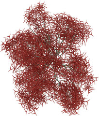 Naklejka premium High resolution Plant Top View with isolated background