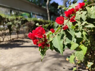 red flowers on gardens in a park, flores rojas sobre jardines de un parque