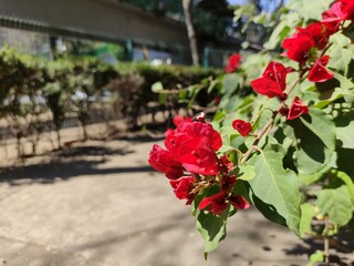 Fototapeta na wymiar red flowers on gardens in a park, flores rojas sobre jardines de un parque