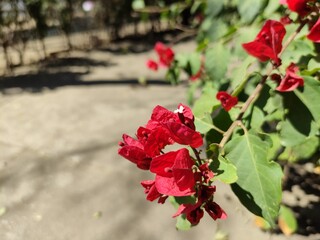 red flowers in the park, flores rojas en el parque