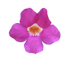 Naklejka premium Thunbergia erecta or Bush clock vine flower. Close up pink-purple single flower isolated on white background. 