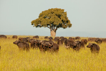 A herd of wild buffaloes across a field.