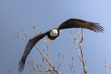 bald eagle 