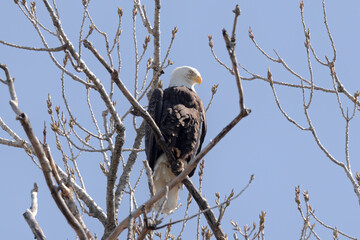 bald eagle 