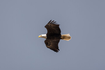 bald eagle 