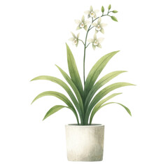 Fototapeta na wymiar Potted Orchids Dendrobium Plant