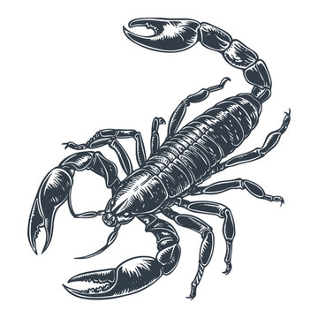 Scorpion vintage woodcut drawing vector