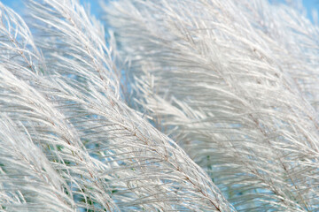 white grass flower