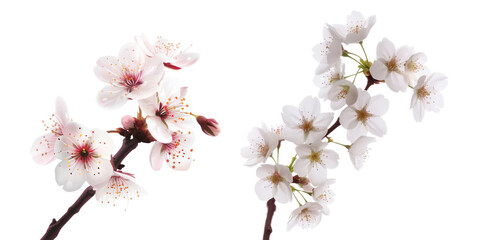 Fototapeta premium Delicate Cherry Blossom Branch
